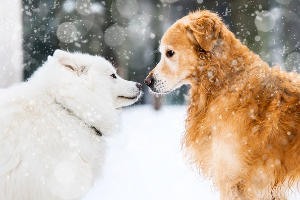 Winter Pet Safety Tips How to Keep Your Furry Friends Warm and Cozy - Dr Wendy