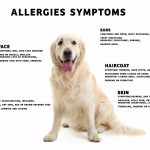 dogs allergy