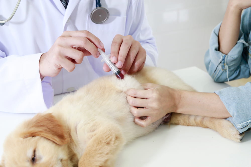 Pet's Blood Test